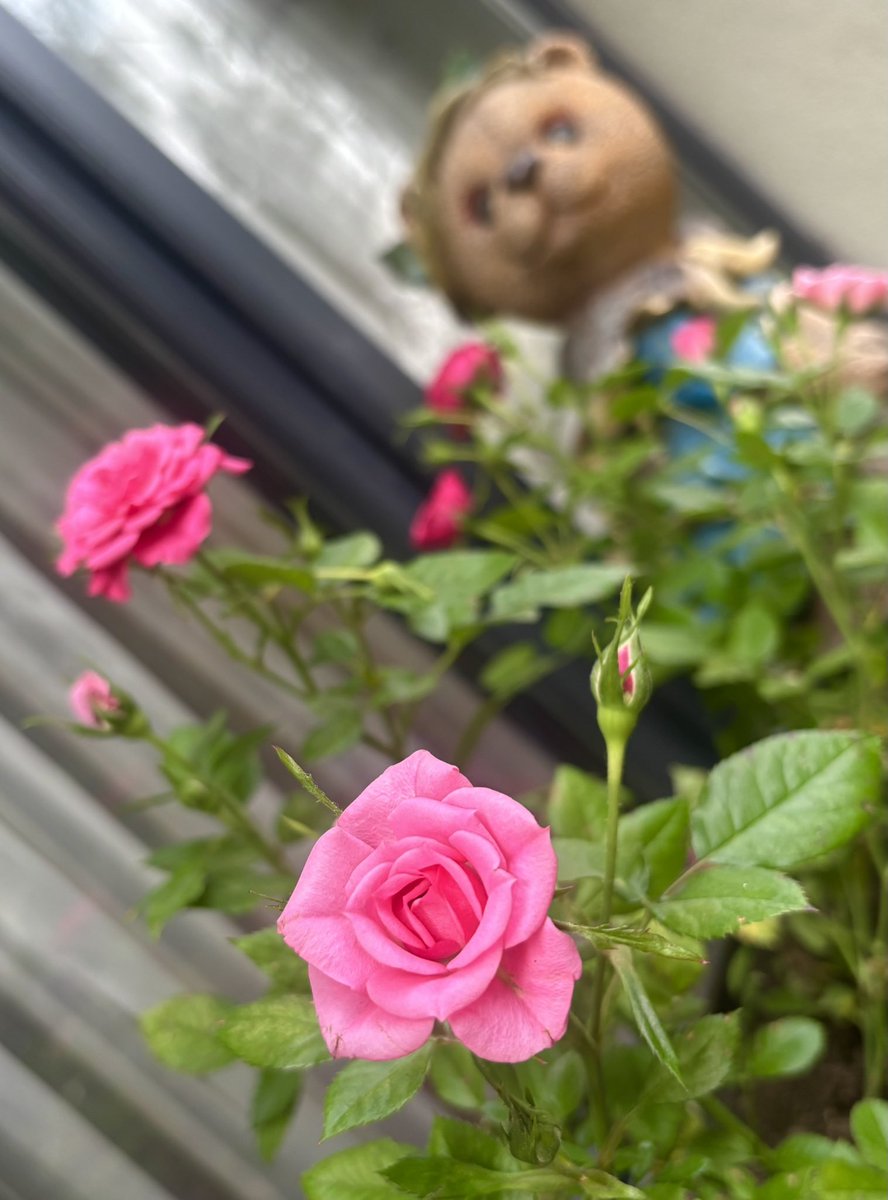filizakgun35's tweet photo. Hayat hangi pencereden baktığınla ilgili bir yorum.
#anitibariyle #home #garden #İstanbul https://t.co/qcZAHUAQIx