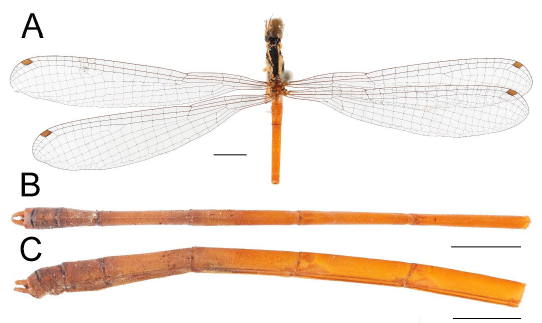 Amendment for the Occurences of Calicnemia eximia (Selys, 1863) and Orthetrum testaceum (Burmeister, 1839) in Taiwan (Odonata: Platycnemididae, Libellulidae)
論文(article): doi.org/10.5281/zenodo…