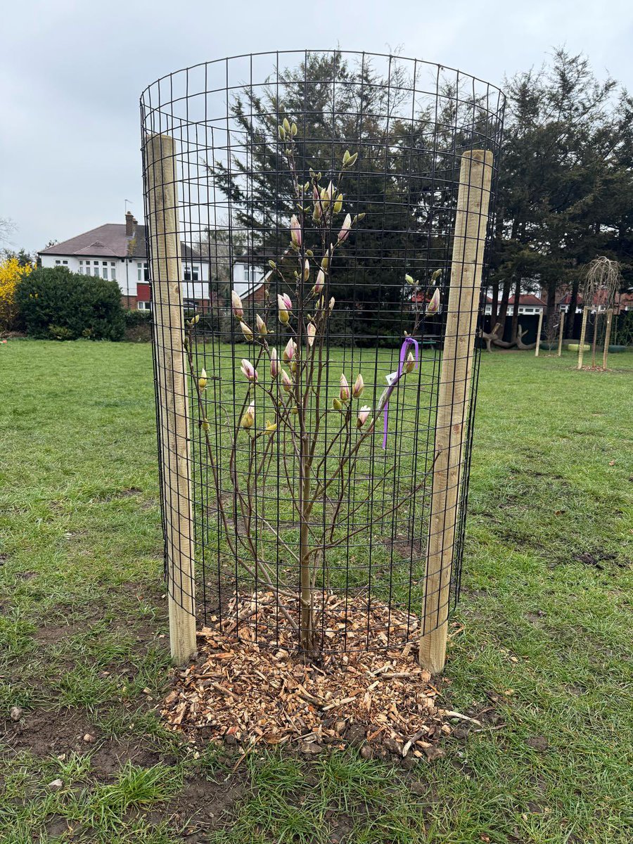 StLukesCESchoolSE27 (@stlukescesch) on Twitter photo Today, our amazing Eco Ambassadors got their hands dirty and helped plant trees. A fantastic effort to help our environment and make our school grounds even greener. Thank you <a href="/STfLLondon/">Street Trees for Living</a>. Well done, team! 🌱💚#EcoAmbassadors #treeplanting Today, our amazing Eco Ambassadors got their hands dirty and helped plant trees. A fantastic effort to help our environment and make our school grounds even greener. Thank you <a href="/STfLLondon/">Street Trees for Living</a>. Well done, team! 🌱💚#EcoAmbassadors #treeplanting
