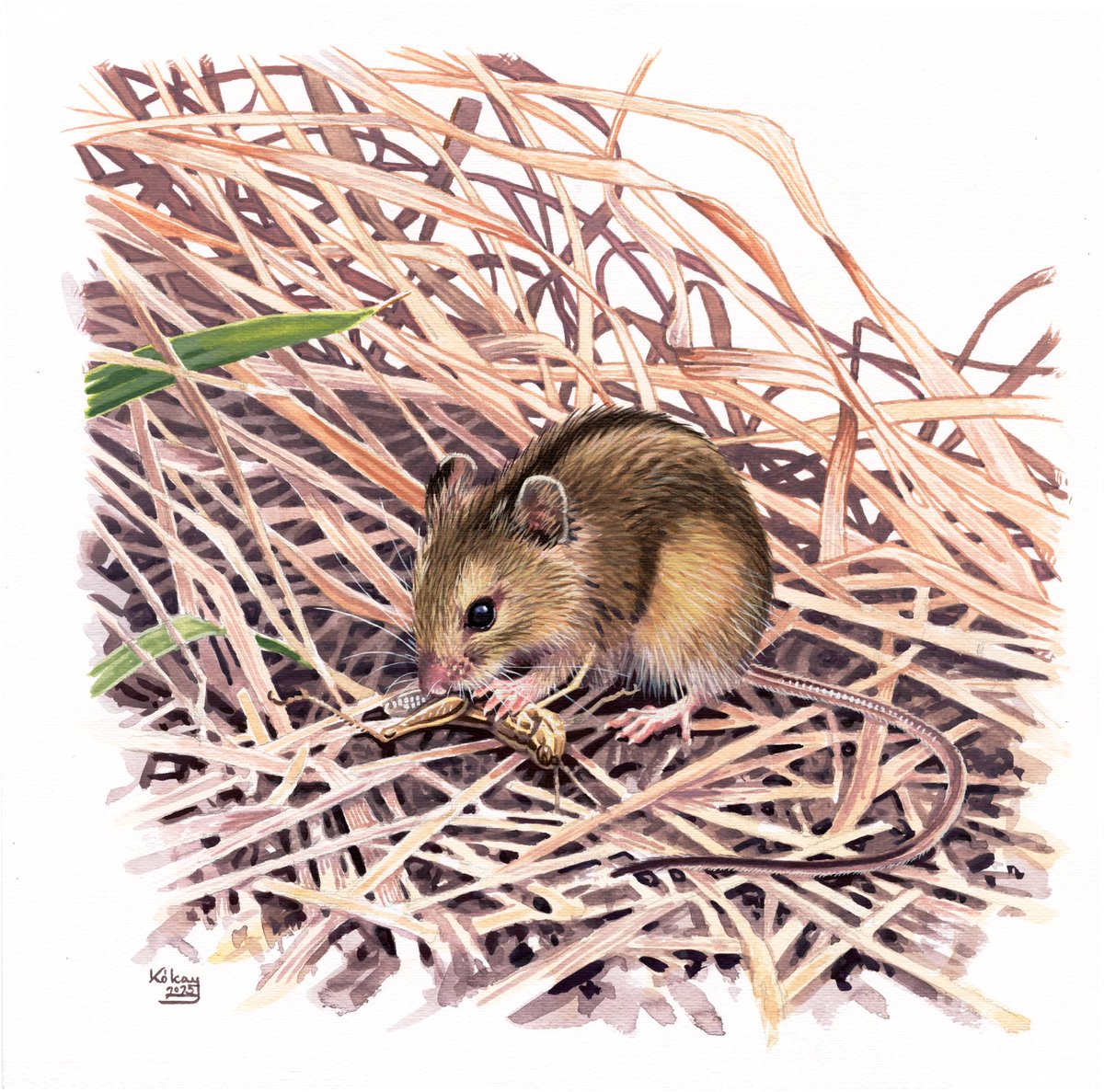 Hungarian Birch Mouse (Sicista trizona) illustration. A species endemic to the Carpathian Basin.