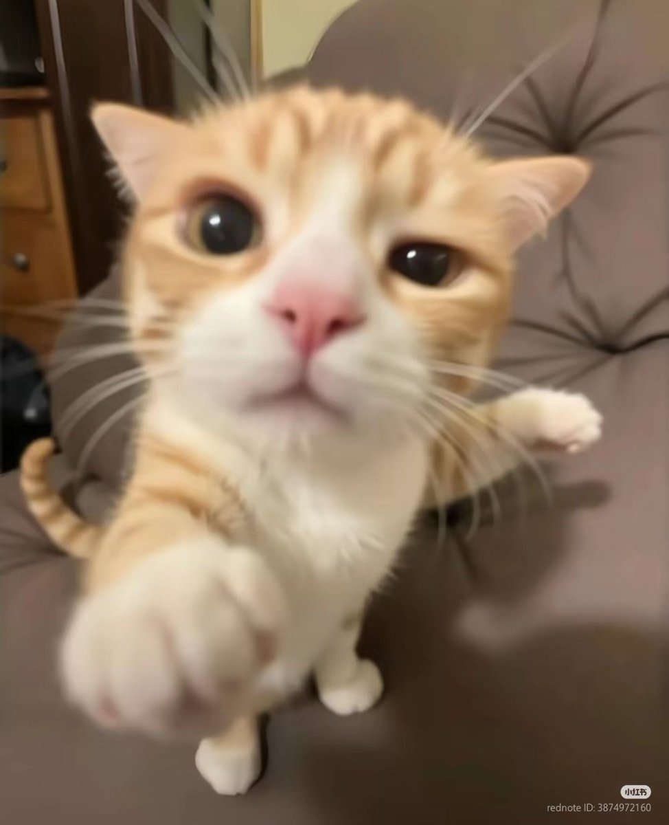 #csm197

oh my lil meow meow 🥹