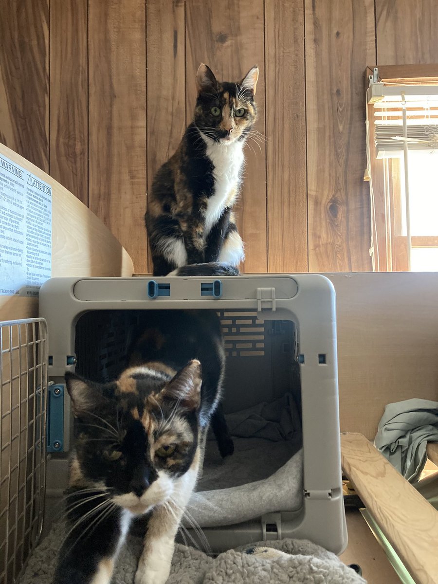 Hare is on break 🩷✨ tweet media