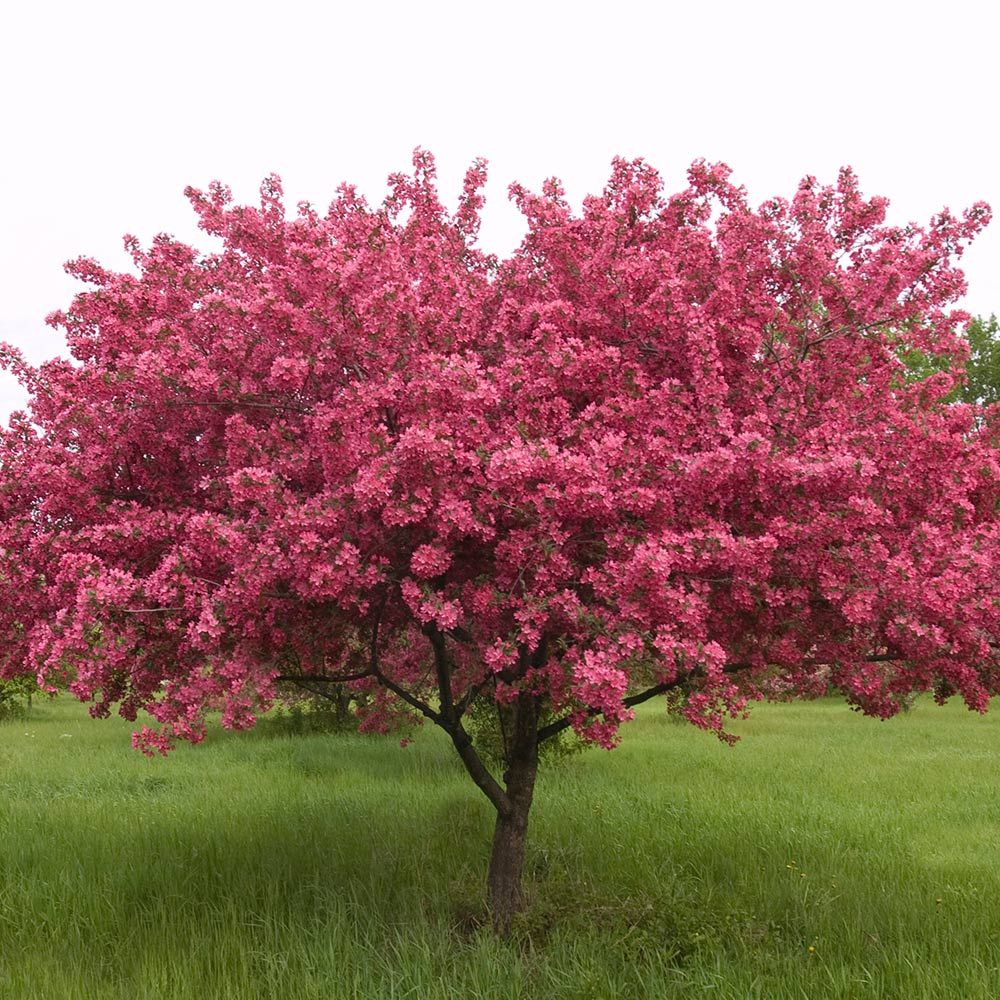 Our Starter Tree Program kicks off soon—get up to two Iowa-native starter trees for just $25 each! Registration opens April 1 and is first-come, first-served. Learn more at urbandale.org/trees