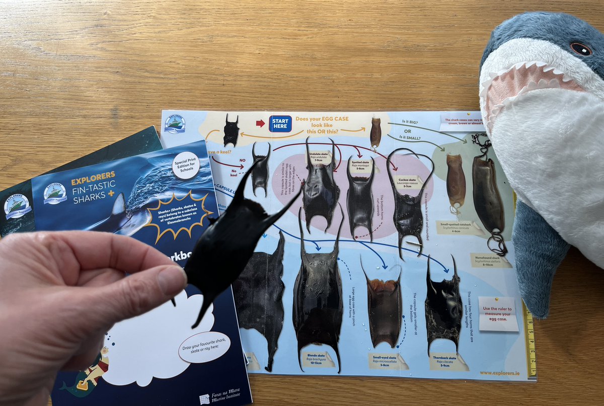 SEASHOREKIDS (@seashorekids1) on Twitter photo St Mary’s Boys NS learning all about Sharks and Skates today. Great fun identifying the Mermaids purses🧜♀️👛<a href="/explorersedu/">Explorers Education Programme</a> <a href="/MarineInst/">Marine Institute</a> St Mary’s Boys NS learning all about Sharks and Skates today. Great fun identifying the Mermaids purses🧜♀️👛<a href="/explorersedu/">Explorers Education Programme</a> <a href="/MarineInst/">Marine Institute</a>
