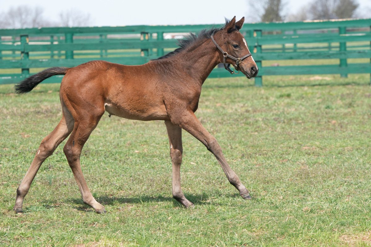 This MAGE filly is loaded with quality, Quality Road that is, the sire of New Hope Road. The mare is absolutely doing her part in the sales ring, having produced a $450K Practical Joke &amp; a $210K Connect yearling. Can we say Kentucky Oaks prospect? 💐

Breeder Shawnee Farm.
