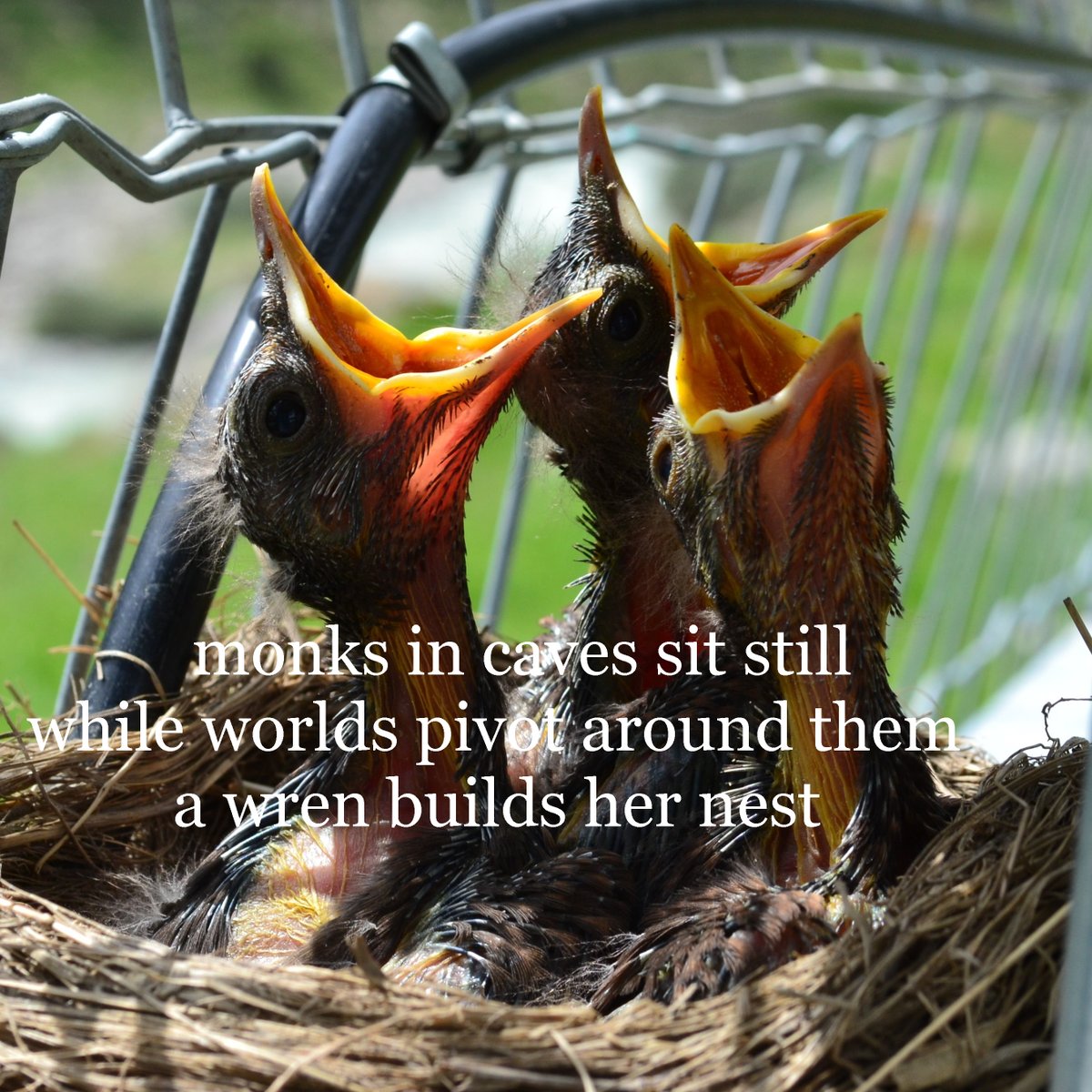 nfinitethinking's tweet image. Haiku by Mike Wilson, photo by Brabus Biturbo
#mikewilsonauthor  #monks #taoism #tao