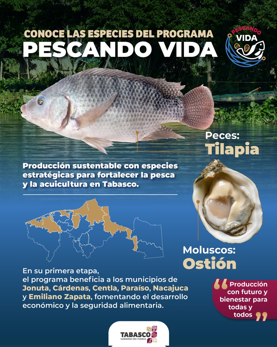 🌊🐟 ¡Impulsamos la pesca y acuicultura sostenible en Tabasco! Con tilapia y ostión, fortalecemos la economía y garantizamos seguridad alimentaria. 🎣💙 #PescandoVida #GobiernoDelPueblo