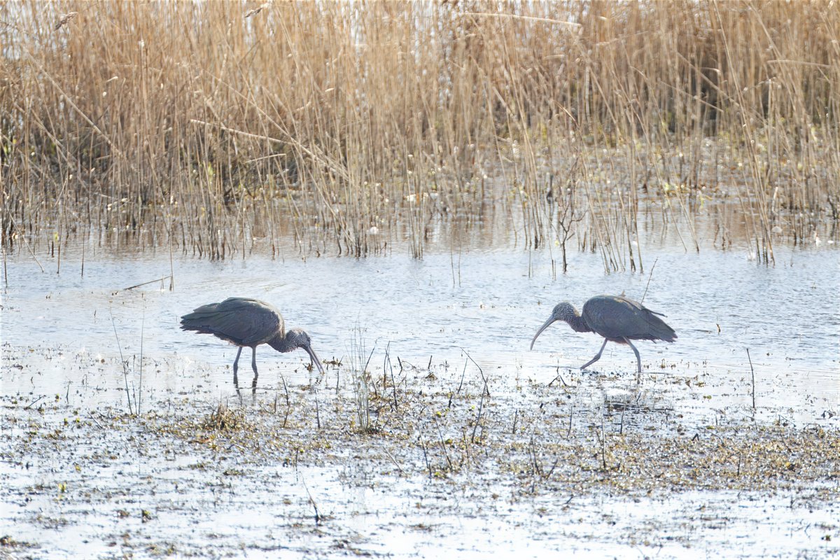 RSPB Langford Lowfields (@rspblangford) on Twitter photo Article celebrating Langford's Restoration Award win at the Quarries & Nature 2025 event last week... tarmac.com/news/tarmac-ce…… Glossy ibis still on site. 3 reported yesterday and today. Photo
<a href="/StuartCarlton48/">Stuart Carlton</a> ... <a href="/TarmacLtd/">Tarmac</a> <a href="/MineralProduct/">Mineral Products Association</a> <a href="/quarry_nature/">Quarries & Nature</a> Article celebrating Langford's Restoration Award win at the Quarries & Nature 2025 event last week... tarmac.com/news/tarmac-ce…… Glossy ibis still on site. 3 reported yesterday and today. Photo
<a href="/StuartCarlton48/">Stuart Carlton</a> ... <a href="/TarmacLtd/">Tarmac</a> <a href="/MineralProduct/">Mineral Products Association</a> <a href="/quarry_nature/">Quarries & Nature</a>
