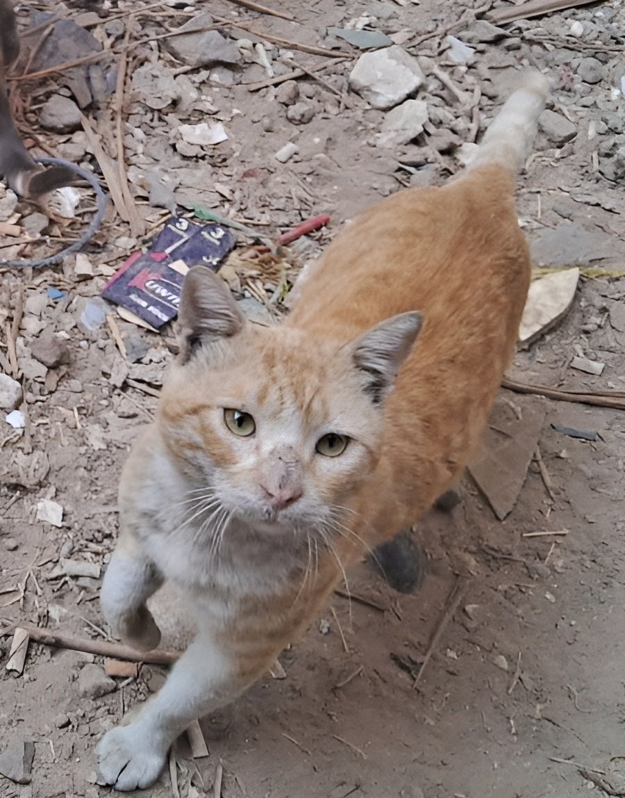 Animal Friends Shelter tweet media