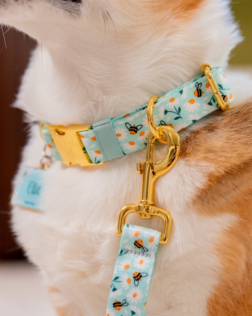 TagsforHope's tweet photo. Sweet, simple, and full of springtime charm! ☀️🐝 Sweet Daisies is here in Yellow, Sage, and Teal—the perfect look for your sunshine-loving pup. 🌼✨

Shop Now! https://t.co/xAuPose6JO https://t.co/Mdo89IzfKs