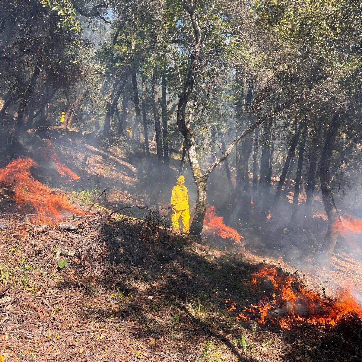 *PILE BURNING ON MT. TAM WATERSHED THE WEEK OF MAR. 25*
- Near West Peak at former Mill Valley Air Force Station
- Will continue for additional days this week if conditions are right. Smoke coming from the area may be visible during this work.
Learn more: marinwater.org/WatershedResil…