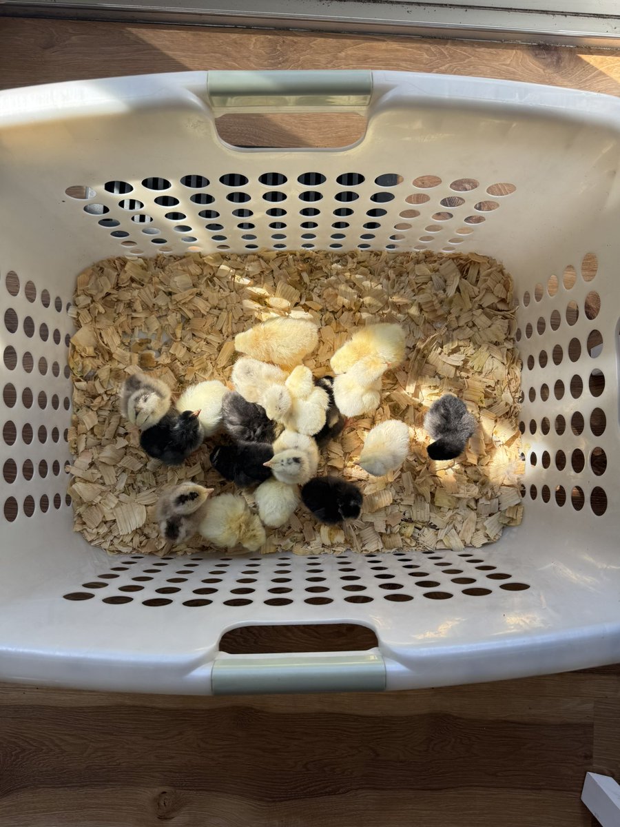 Lots of good vibes on the farm today. Everyone is grateful for this nice spring weather. At this moment in time we are expecting babies from every single homestead animal we have, rabbits, chickens and goats!