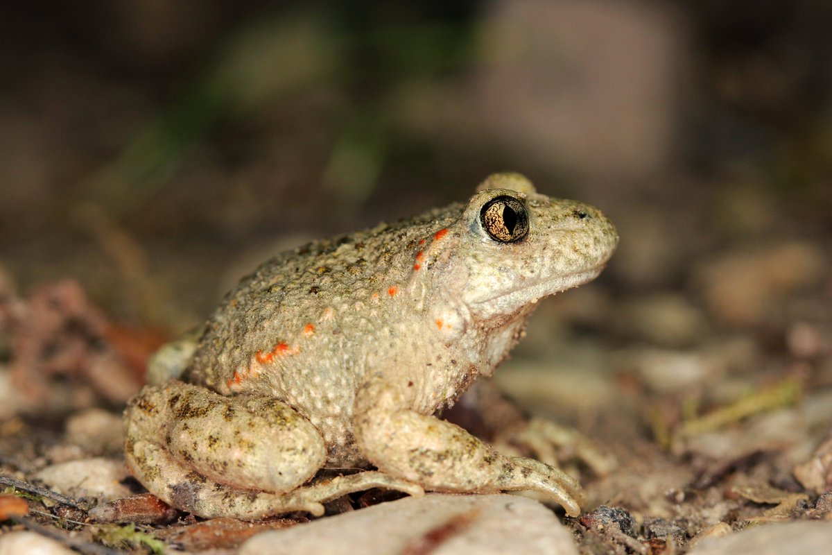 Christophe Dufresnes (@chrisdufresnes) on Twitter photo Genetics or phenetics? Check out what best differentiates midwife toad taxa at various stage of the speciation continuum in a freshly squeezed article in <a href="/molecology/">Molecular Ecology</a> with <a href="/JohannaAmbu/">Johanna Ambu</a>, <a href="/batracofistro/">Iñigo Martinez-Solano</a>, <a href="/GVeloAnton/">Guillermo Velo-Antón</a> and many others!
onlinelibrary.wiley.com/doi/full/10.11… Genetics or phenetics? Check out what best differentiates midwife toad taxa at various stage of the speciation continuum in a freshly squeezed article in <a href="/molecology/">Molecular Ecology</a> with <a href="/JohannaAmbu/">Johanna Ambu</a>, <a href="/batracofistro/">Iñigo Martinez-Solano</a>, <a href="/GVeloAnton/">Guillermo Velo-Antón</a> and many others!
onlinelibrary.wiley.com/doi/full/10.11…
