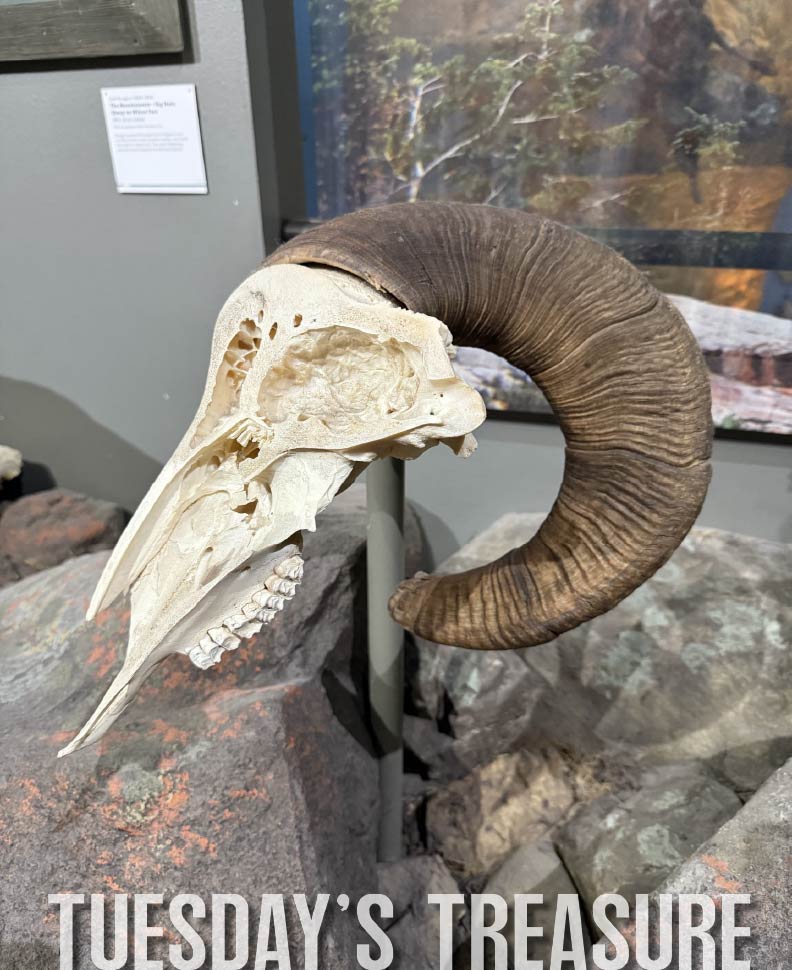 Check out Cowboy State Daily's article on why Bighorn sheep heads don't explode when they butt heads! Their skull structure protects them during clashes. Bighorn sheep, North America's largest wild sheep, were a food source for the native tribes. #centerofthewest #bighornsheep