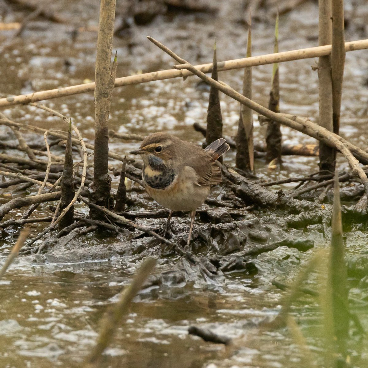 Elusive and in a grotty bit of water - but a great Sussex tick. Found by Dave Sadler; Brooklands, Worthing.
Bluethroat ✔️