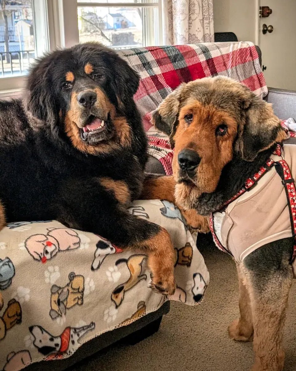 Sprout was found wandering the streets of Chicago, covered in more than 30 pounds of matted fur. Read more to see how Sprout healed, how her confidence grew, and what she discovered about her true heritage along the way. bit.ly/4hlXYoL 🐶 🧬