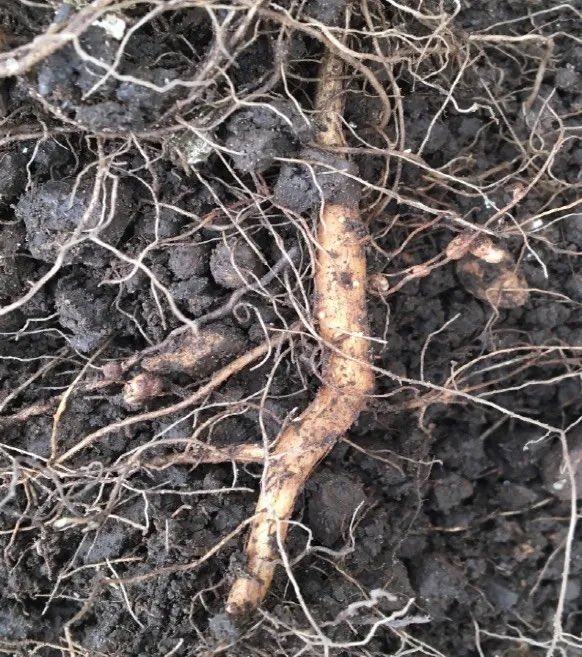 HerbalistChief's tweet image. For severe back pains, get the fresh roots of Siam weed (Acheampong, Akintola) cut into smaller pieces and boil for 20 minutes. 

Waist pain will vanish.