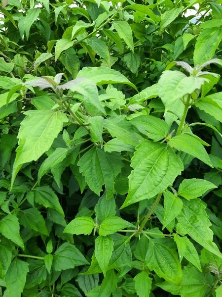 HerbalistChief's tweet image. For severe back pains, get the fresh roots of Siam weed (Acheampong, Akintola) cut into smaller pieces and boil for 20 minutes. 

Waist pain will vanish.
