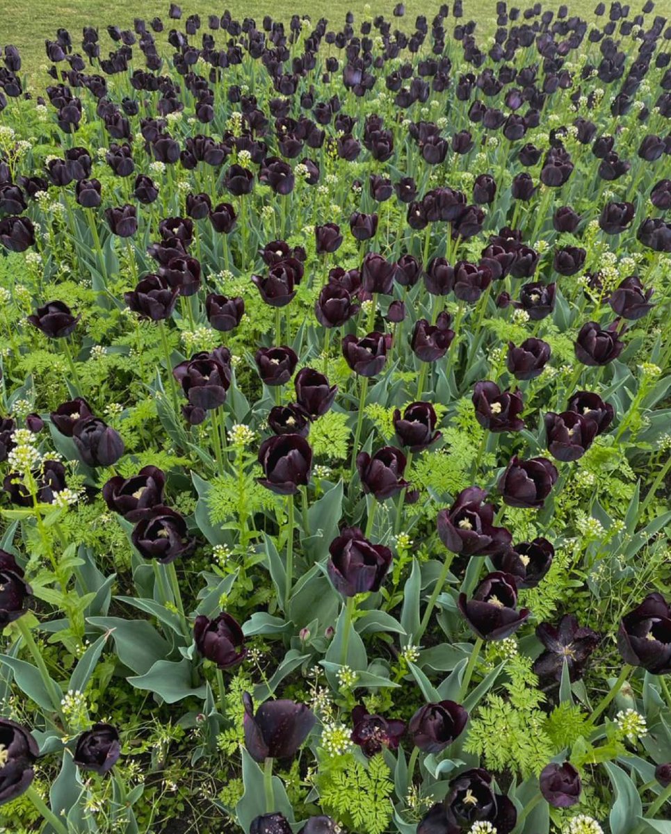 artindetails's tweet image. black tulips