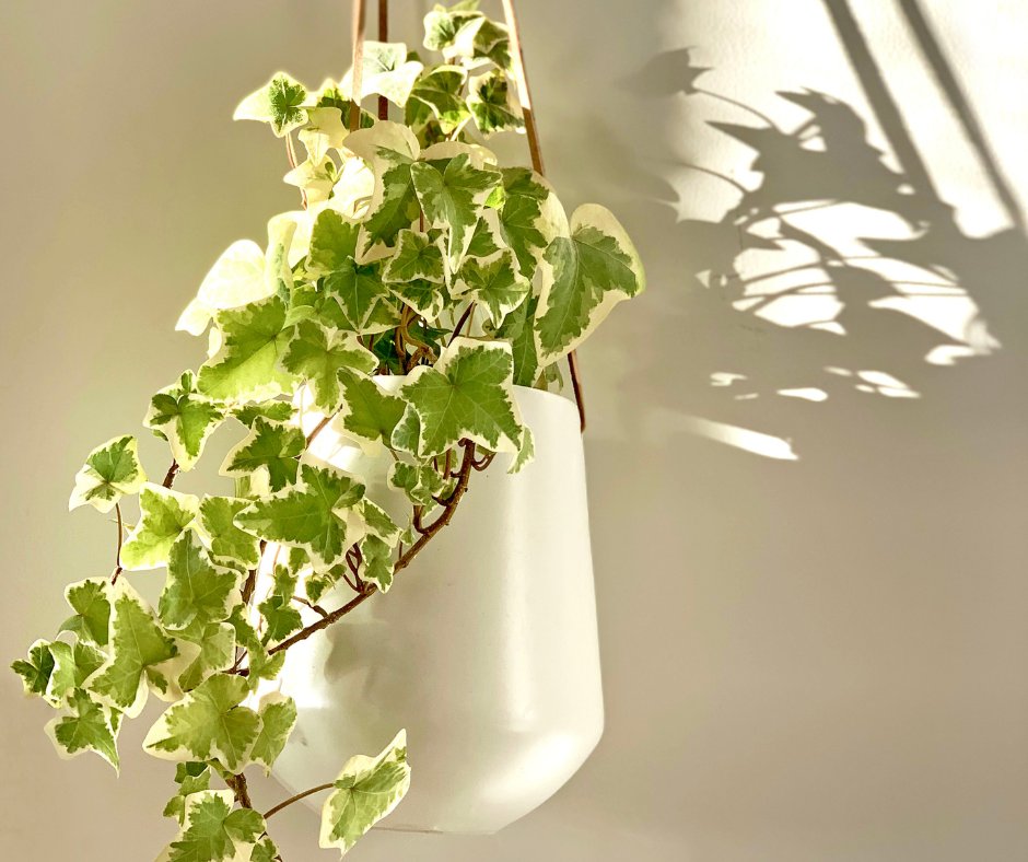 laurelhill1955's tweet photo. Elevate your decor at Laurel Hills Preserve with charming little greens! 🌿✨ These tiny touches add a fresh, lively touch to your home. Enjoy the cozy, natural beauty they bring! https://t.co/yKLrkVr8Pe