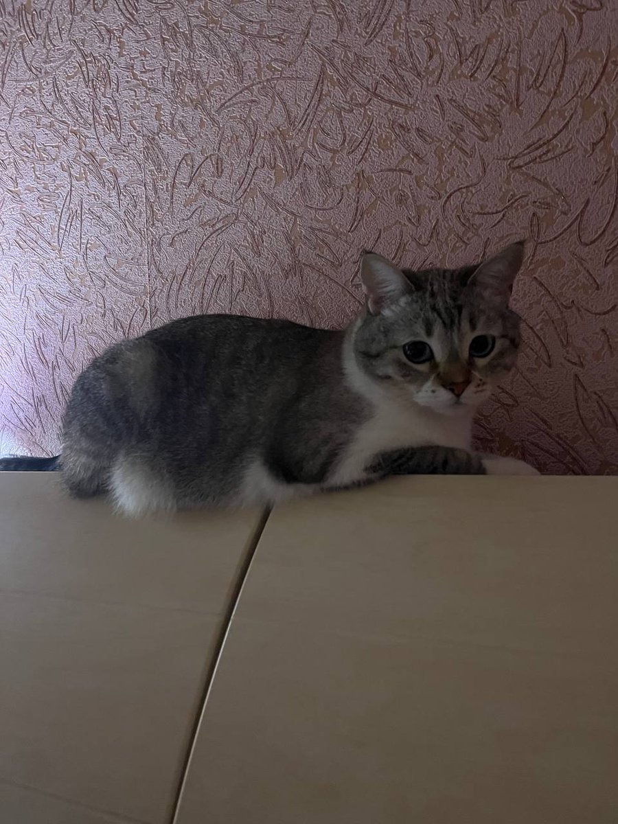 simonho1941's tweet image. Just another day of being paws-itively adorable
#CatLife #FelineVibes #ChillMode