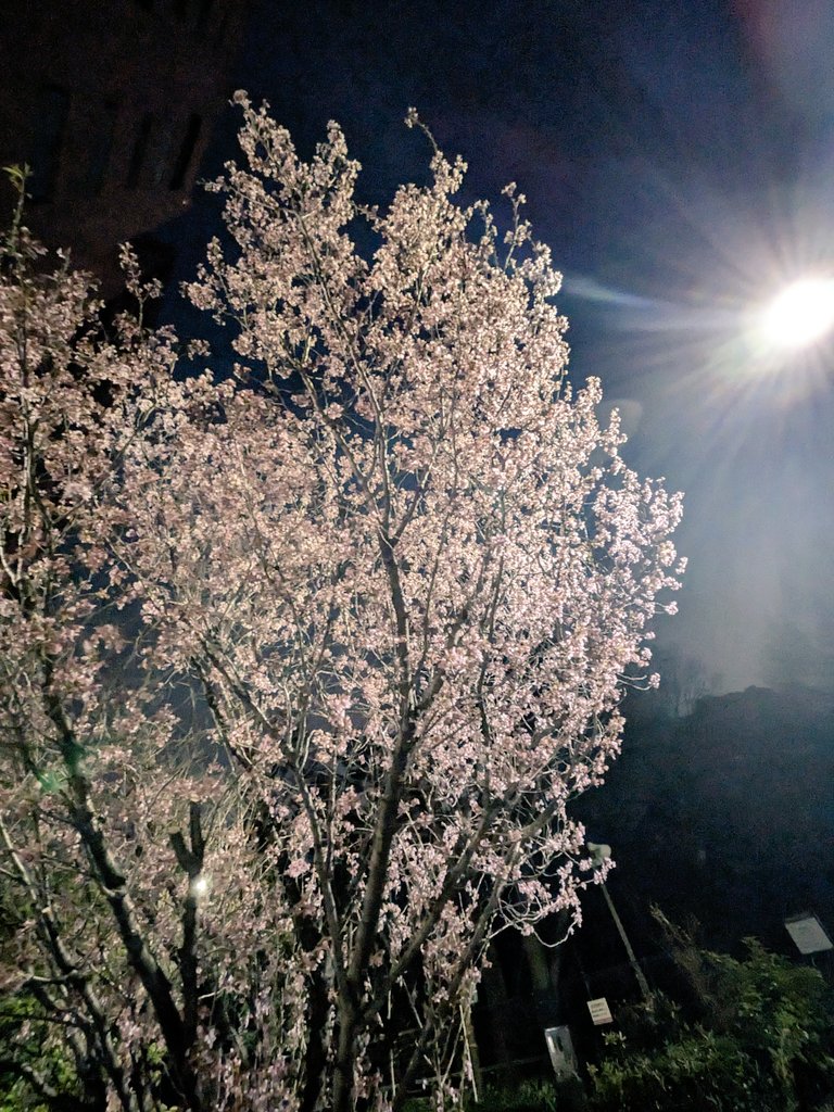 Hamburgsukibai's tweet photo. 流星君が発起人との事で尚更あの場に立ちたかっただろうと涙が…また絶対3人のその日を待ってる
帰りは
#BABELBAR へ
一人でも優しく対応してくれたリョウさん🥹
美味しい紫のジントニック
買わずにまたうちに呑みに来て下さいという言葉に落ちた夜でした💜
#正体
#日本アカデミー賞最優秀主演男優賞 https://t.co/jTBdoSwCZ2
