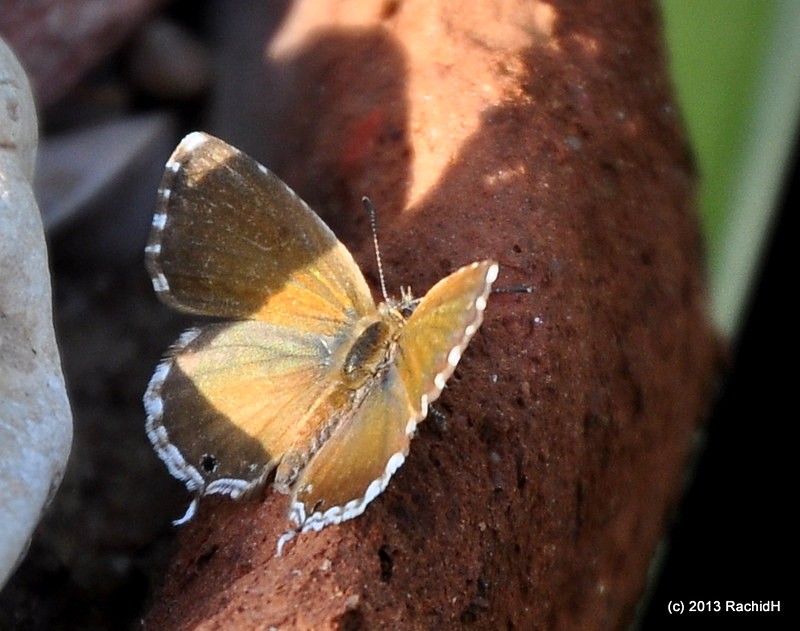 rachidH's tweet photo. #ZebraBlue #ZebraButterfly #Leptotes #Lplinius #Azuré #AzuréDeLaLuzerne #AzuréDeLang #Argus #ArgusCourte_queue #PetitArgusPorte_queue #Maadi #Cairo #Egypt #Entomology

Rachid H shared a photo with you from the Flickr app! Check it out:
https://t.co/mv1BQscCBl https://t.co/aRmoPAJbnm