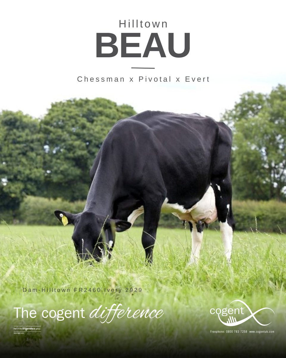 Beau is one of our new additions for Spring 2025. He brings diversity to our line up, offering high volumes of milk and solids combined with exceptional longevity. Beau can be used to add strength, while still maintaining moderate liveweights.

Visit cogentuk.com/dairy/grazing-…