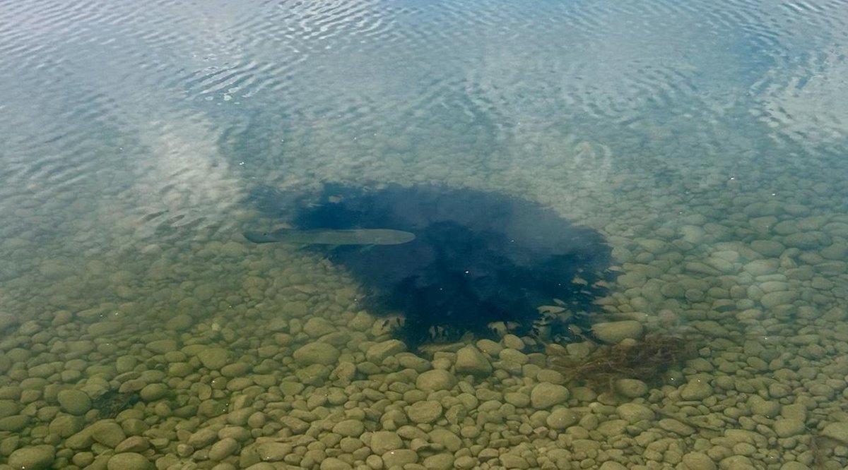 Waterfront Toronto tweet media