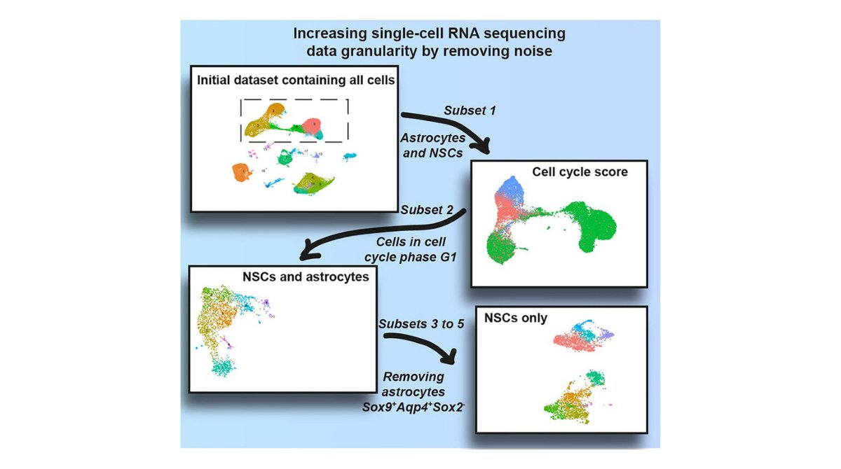 stemcellreports's tweet image. New research provides a framework for choosing the most optimal approach to enrich for #neuralstemcell states of interest in the subventricular zone #transcriptomics  ow.ly/KiGL50VlLXS

@amsterdamumc @ISSCR @CellPressNews @GairdnerAwards @SickKidsNews