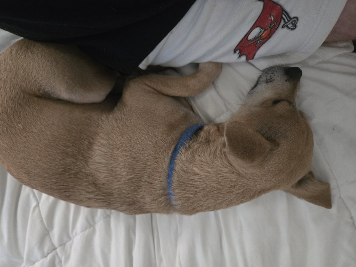 Andrew13731111's tweet photo. My lil guy, Chi Chi, keeping me company this morning while I drank my coffee https://t.co/ezyn83liNw