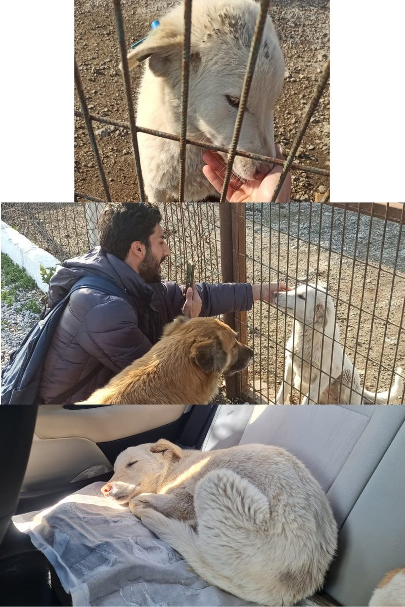 Giriş ➡️ Gelişme ➡️ Sonuç 
Yuvalandı 🌸

#SokakHayvanlarıSahipsizDeğil 
#barınaktansahiplen