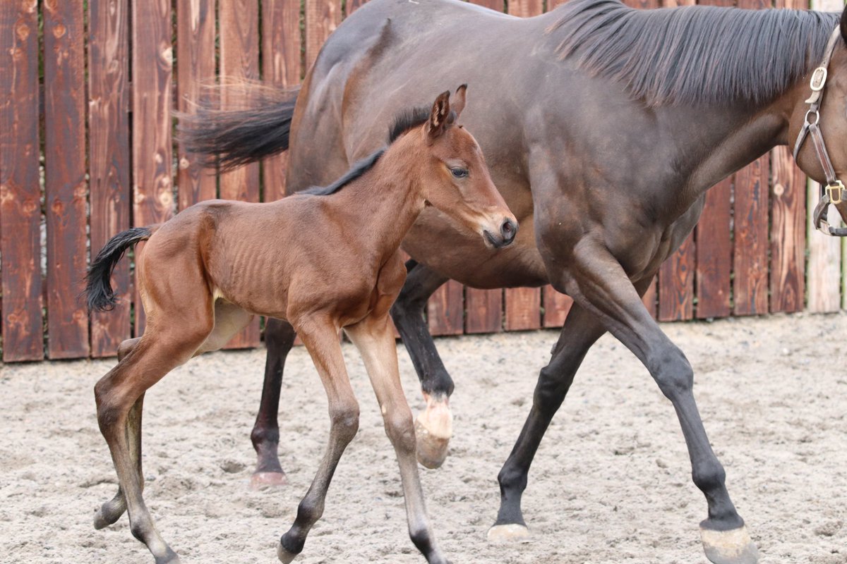 She’s Kind of Fancy ✨ 

We had a special arrival yesterday evening. A <a href="/darleystallions/">Darley</a> Pinatubo half sister to <a href="/wathnanracing/">Wathnan</a> Champion Sprint Stakes (G1) winner Kind of Blue 🩵😍

Bred by Mike &amp; Michelle Morris and Peter &amp; Jan Hopper <a href="/MorrisMorris5/">Michelle Morris</a> <a href="/hopperjan/">Jan Hopper</a> 

📸: <a href="/umanning1/">Úna Manning</a>