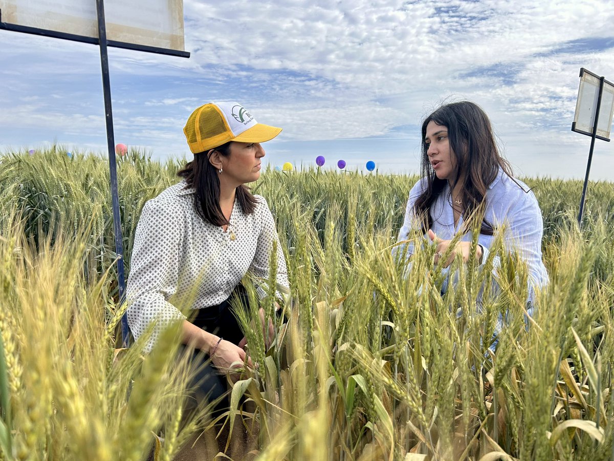 Borlaug Global Rust Initiative (@globalrust) on Twitter photo We are thrilled to be in Ciudad Obregón for collaborations with <a href="/CIMMYT/">CIMMYT</a> to ensure global wheat health. Innovations here are supporting farmers and protecting wheat worldwide. <a href="/CornellCALS/">Cornell CALS</a> <a href="/bramaccimmyt/">Bram Govaerts CIMMYT</a> We are thrilled to be in Ciudad Obregón for collaborations with <a href="/CIMMYT/">CIMMYT</a> to ensure global wheat health. Innovations here are supporting farmers and protecting wheat worldwide. <a href="/CornellCALS/">Cornell CALS</a> <a href="/bramaccimmyt/">Bram Govaerts CIMMYT</a>