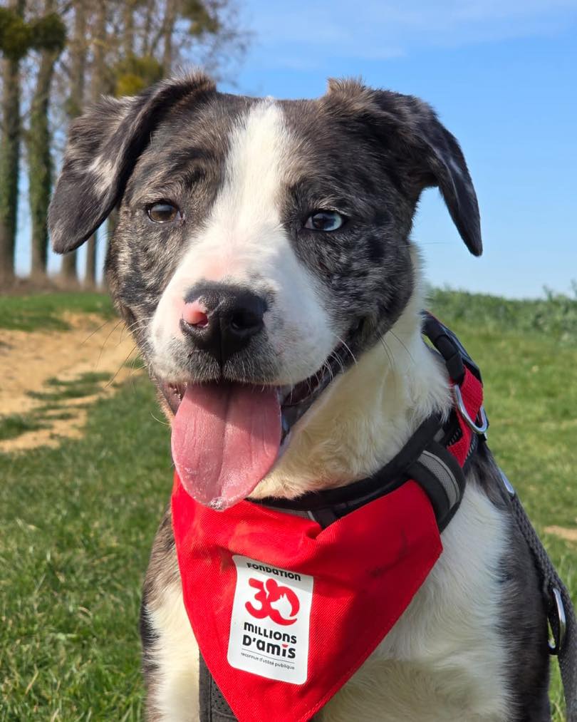 30millionsdamis's tweet photo. Ricky attend impatiemment une famille pour l’accueillir et grandir à ses côtés ❤️. Très dynamique, ce jeune chien adore les jeux, les balades, et s'entend très bien avec les autres chiens  🐶 
Pour le rencontrer : 
☎️ 01.64.00.15.45   
📧latuilerie@30millionsdamis.fr https://t.co/P6b6cMfHSd