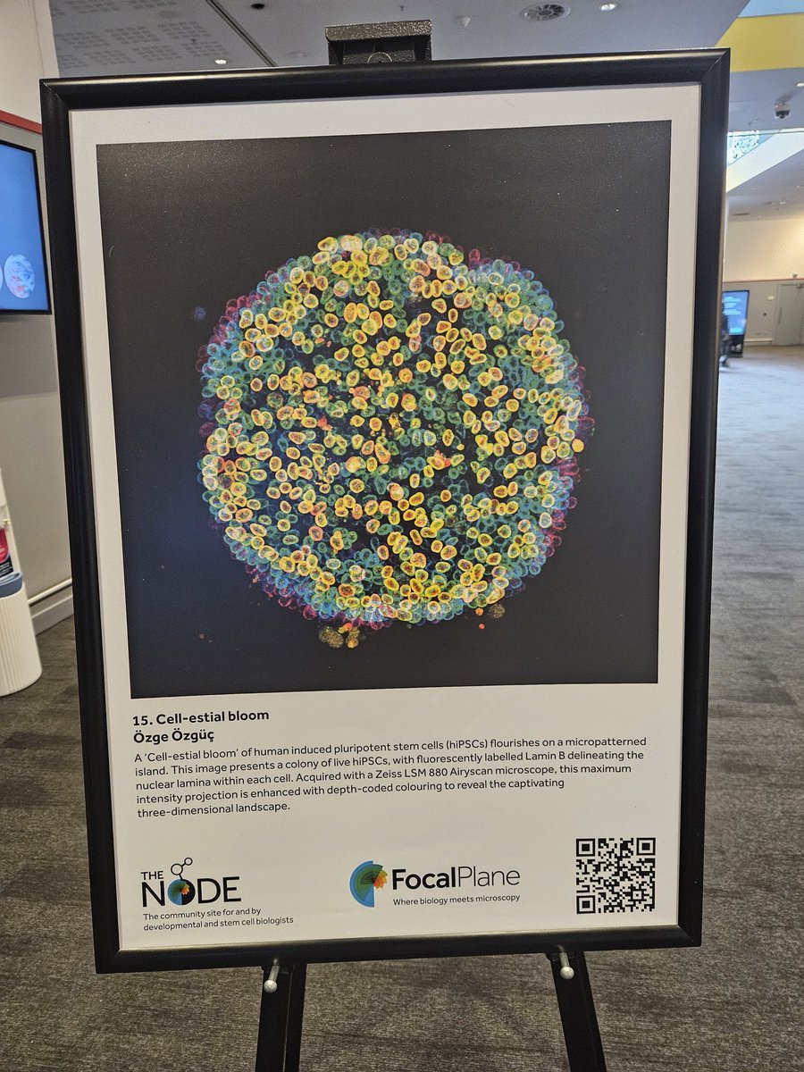 oozguc's tweet image. My image on display at #Biologists100! 🖼️🔬
So surreal to see “Cell-estial Bloom” showcased in this gallery among so many stunning images! Huge thanks to @LFort8 for sending me this photo.
Also: ✨ it is the last day to vote! ✨
thenode.biologists.com/vote-for-your-…
