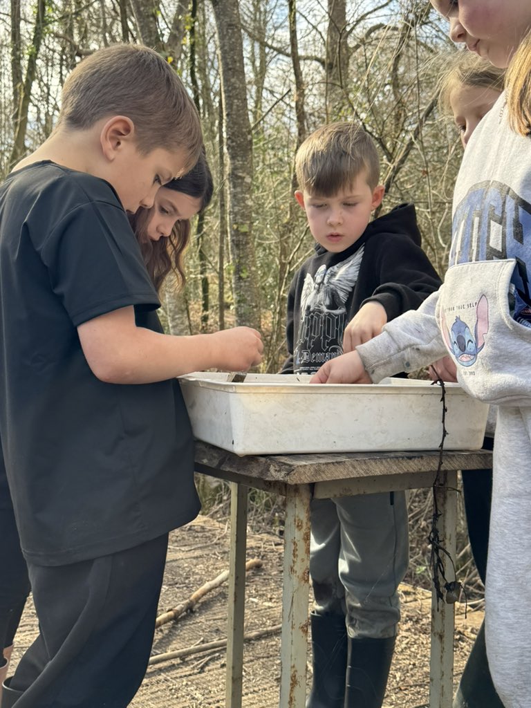 Pond Dipping