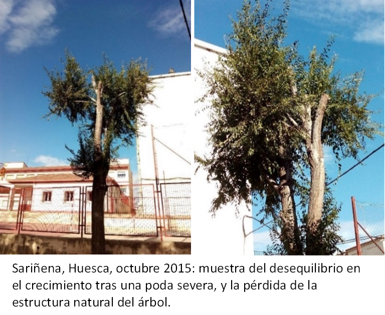 Oscoyos's tweet photo. INCONVENIENTES BIOLÓGICOS DE LAS PODAS SEVERAS SISTEMÁTICAS

Continuamos con otro grave inconveniente de las podas severas:
Las podas severas destruyen la figura del árbol, provocan deformaciones, shocks, quemaduras…

ABRO HILO 🧵👇 https://t.co/V5WXnshd3Y