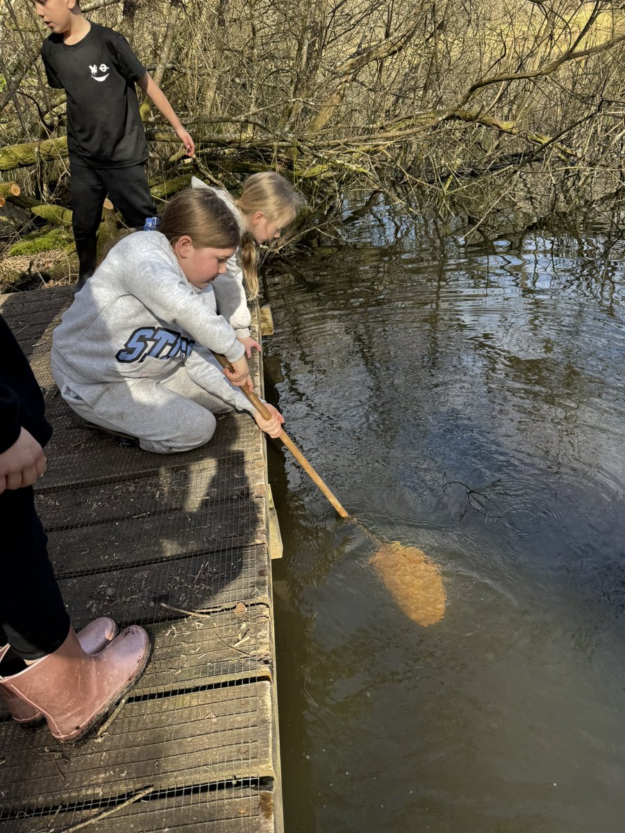 HarrisonPSchool's tweet photo. Pond Dipping https://t.co/wpZgqT8yvr