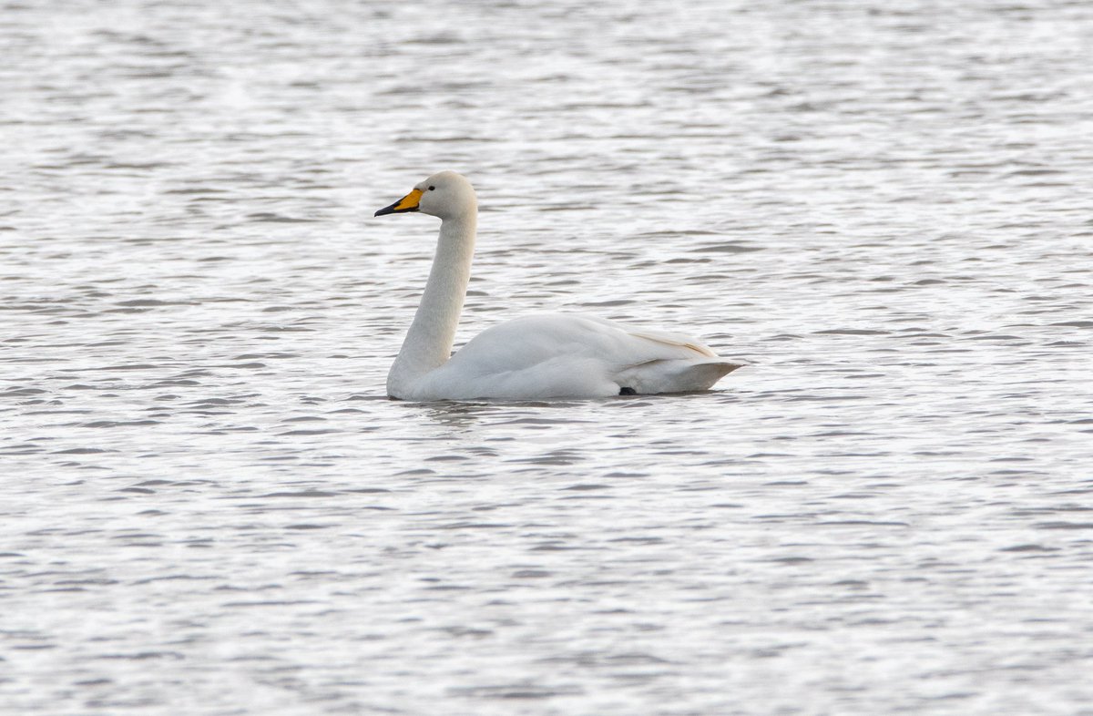 A lovely greyish day at Fairburn. A noisy Whooper Swan, Chiffchaff singing absolutely everywhere and Bitterns booming alongside Black-necked Grebes and Spoonbills 🙂