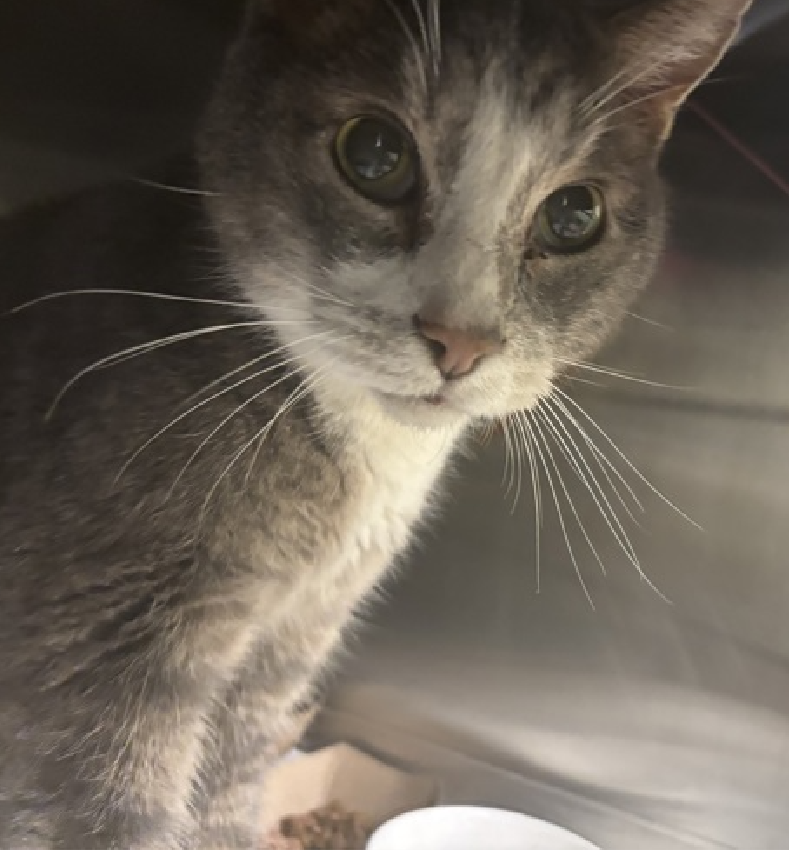 JLthekid9999's tweet photo. 🆘🆘 VALINTINE, 10 YO, MALE– IN QUEENS ACC - came into the shelter as a stray on 3/19/2025. 🆘🆘 😿 😿 😿 😿
➡️TBD 3/27/25
➡️ SENIOR ALERT
➡️ MEDICAL PRIORITY – NEEDS MORE CARE AND ATTENTION THEN THE SHELTER CAN PROVIDE
➡️ TOO LOW ON PLEDGES TO STIMULATE RESCUE INTEREST
➡️ 🆘🆘 2ND Chance on Emergency Placement List – VERY URGENT – 🆘🆘 😱🔥🔥😱
➡️ 7 DAYS IN SHELTER
➡️ VALINTINE IS ON THE EPL FOR MEDICAL REASONS - Valintine is a senior cat with kidney disease and other bloodwork abnormalities. He is underweight with muscle wasting, but has had a good appetite since arriving in shelter. Recommend follow up with veterinarian for additional diagnostics and treatment plan for chronic kidney disease. Valintine has tolerated medical handling well. This designation and these conditions mean that VALINTINE will be given very little time for rescue/foster adoption.🔥🔥🔥🔥
What my friends at ACC say about me: I can go home today! I have medical needs that staff will address with you when you meet me. I'm an independent kitty who likes to do my own thing. I am a cat that is in need of a lap! I can't wait to be your new lap cat. I am a sweet, social, older gentleman, looking for the perfect forever home! Valintine interacts with the observer, appreciates attention, is easy to handle and tolerates all petting. No known history of behavioral problems. This cat is showing behavior appropriate for cat parents with either an average amount of cat experience, demonstrate a basic understanding of typical cat behavior. ❤️ 😻❤️ 😻❤️ 😻
NEEDS OUT OF SHELTER ASAP –
Please RT or pledge, if you can, to save this little one.
@AdamsPaulGrimke
💔😿🙏Thank you