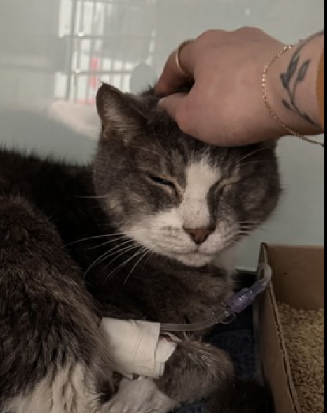 JLthekid9999's tweet photo. 🆘🆘 VALINTINE, 10 YO, MALE– IN QUEENS ACC - came into the shelter as a stray on 3/19/2025. 🆘🆘 😿 😿 😿 😿
➡️TBD 3/27/25
➡️ SENIOR ALERT
➡️ MEDICAL PRIORITY – NEEDS MORE CARE AND ATTENTION THEN THE SHELTER CAN PROVIDE
➡️ TOO LOW ON PLEDGES TO STIMULATE RESCUE INTEREST
➡️ 🆘🆘 2ND Chance on Emergency Placement List – VERY URGENT – 🆘🆘 😱🔥🔥😱
➡️ 7 DAYS IN SHELTER
➡️ VALINTINE IS ON THE EPL FOR MEDICAL REASONS - Valintine is a senior cat with kidney disease and other bloodwork abnormalities. He is underweight with muscle wasting, but has had a good appetite since arriving in shelter. Recommend follow up with veterinarian for additional diagnostics and treatment plan for chronic kidney disease. Valintine has tolerated medical handling well. This designation and these conditions mean that VALINTINE will be given very little time for rescue/foster adoption.🔥🔥🔥🔥
What my friends at ACC say about me: I can go home today! I have medical needs that staff will address with you when you meet me. I'm an independent kitty who likes to do my own thing. I am a cat that is in need of a lap! I can't wait to be your new lap cat. I am a sweet, social, older gentleman, looking for the perfect forever home! Valintine interacts with the observer, appreciates attention, is easy to handle and tolerates all petting. No known history of behavioral problems. This cat is showing behavior appropriate for cat parents with either an average amount of cat experience, demonstrate a basic understanding of typical cat behavior. ❤️ 😻❤️ 😻❤️ 😻
NEEDS OUT OF SHELTER ASAP –
Please RT or pledge, if you can, to save this little one.
@AdamsPaulGrimke
💔😿🙏Thank you