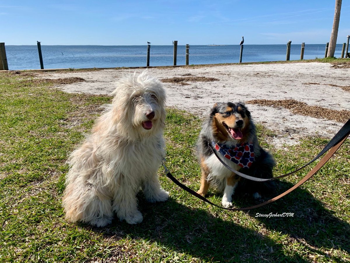 DrStaceyDVM's tweet image. Happy Tongue Out Tuesday from our favorite walks to yours. Enjoy time outdoors with your dog today!  #TongueOutTuesday,#adventuredogs,#dogoftheday,#dogsarefamily,#dogsarelove,#fitnessdogs,#nature,#dogslife