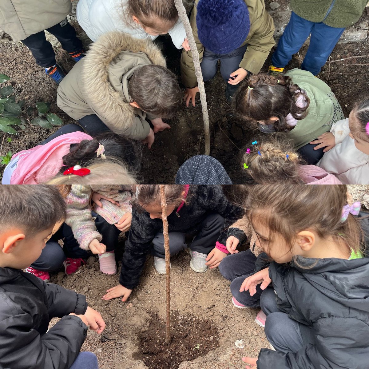 Minik eller “Orman Haftası” kapsamında okul bahçemize meyve ağaçları ekerek biriken yağmur suları ile can sularını verdiler 🌳 <a href="/catalca_mem/">Çatalca İlçe Millî Eğitim Müdürlüğü</a> <a href="/okuloncesi34MEM/">İstanbul MEM Okulöncesi</a>