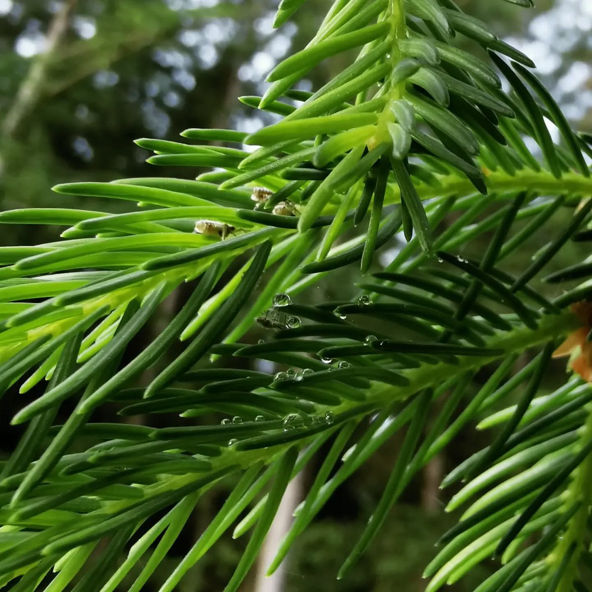 If you want forest honey, you have to look for aphids.
According to Liebig, this year’s weather should mean a strong honeydew flow.
Been watching young spruce shoots, and the first signs are there.
Fingers crossed the aphids do their job.

#ForestHoney #Beekeeping #NatureCycles
