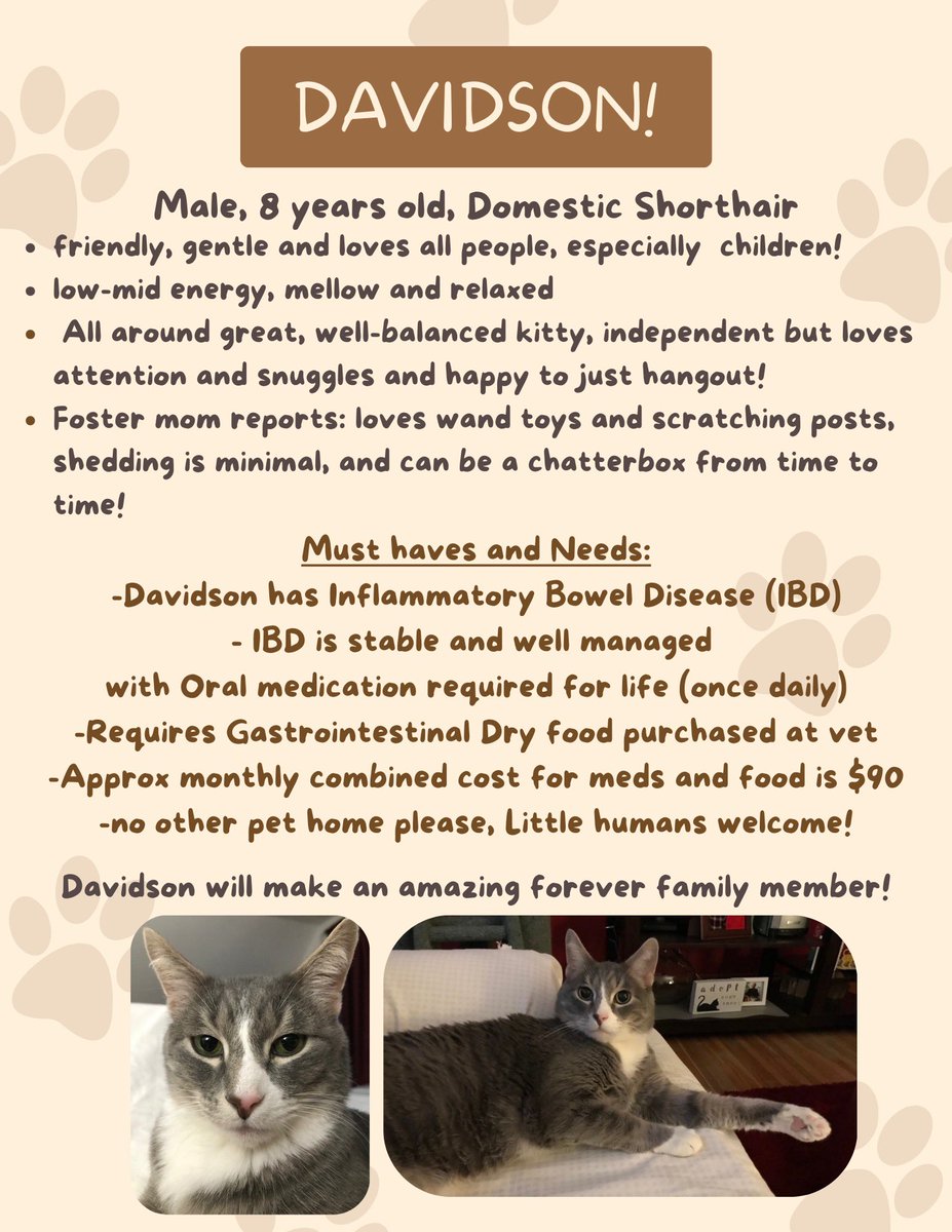Happy Tuesday from adoptable kitty, Davidson!  Davidson is busy daydreaming away about finding his very own forever family!  This debonair chap is so sweet  and so loving and he is going to be such a great forever family member.  Davidson is 8 years old, he does well with people