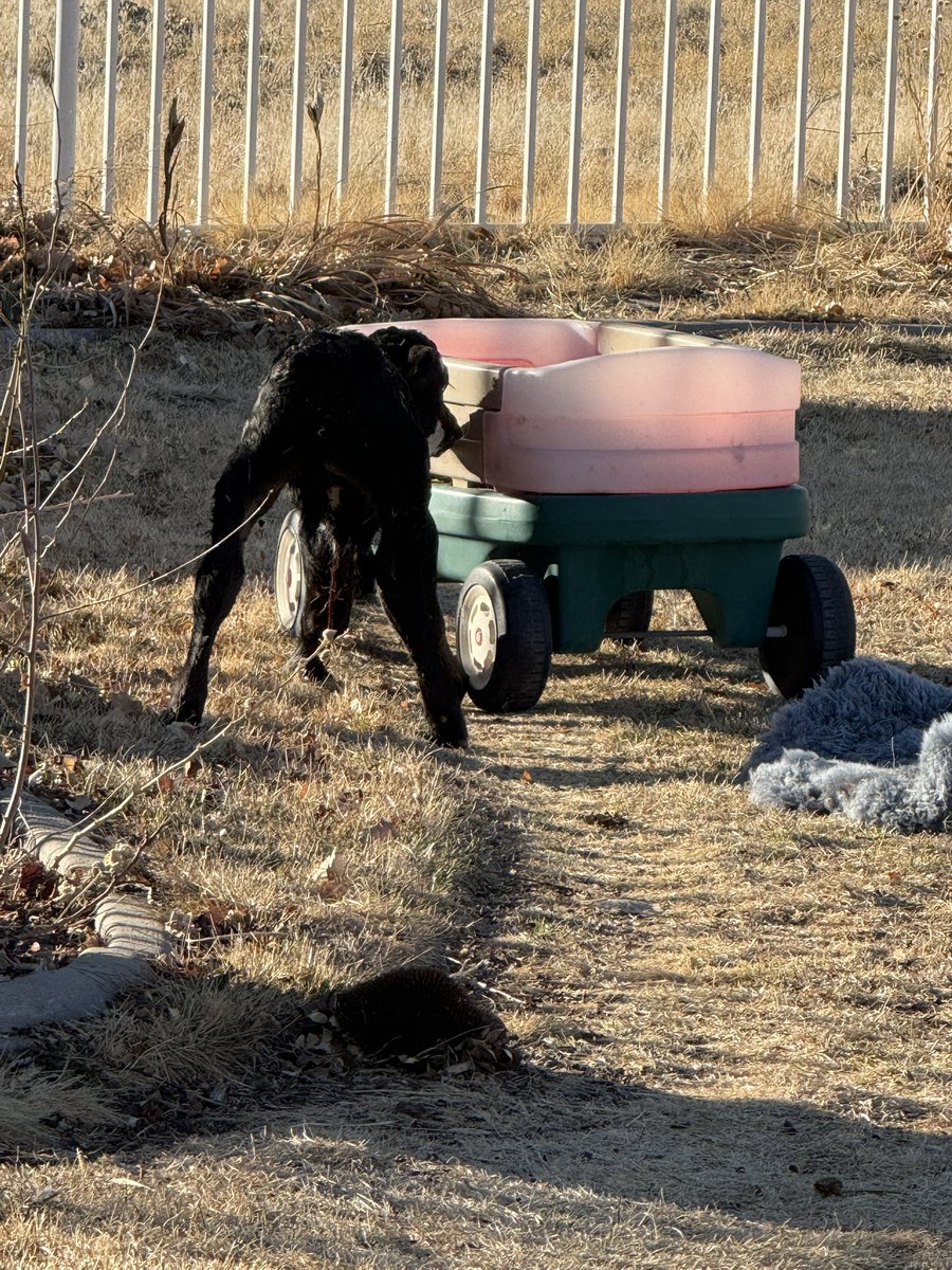 Ugh.. hard luck case..had to pull..upside down and backwards and this.. couldn't let hubs knock her in the head because she wants to live soooo now i have a backyard ornament if she makes it