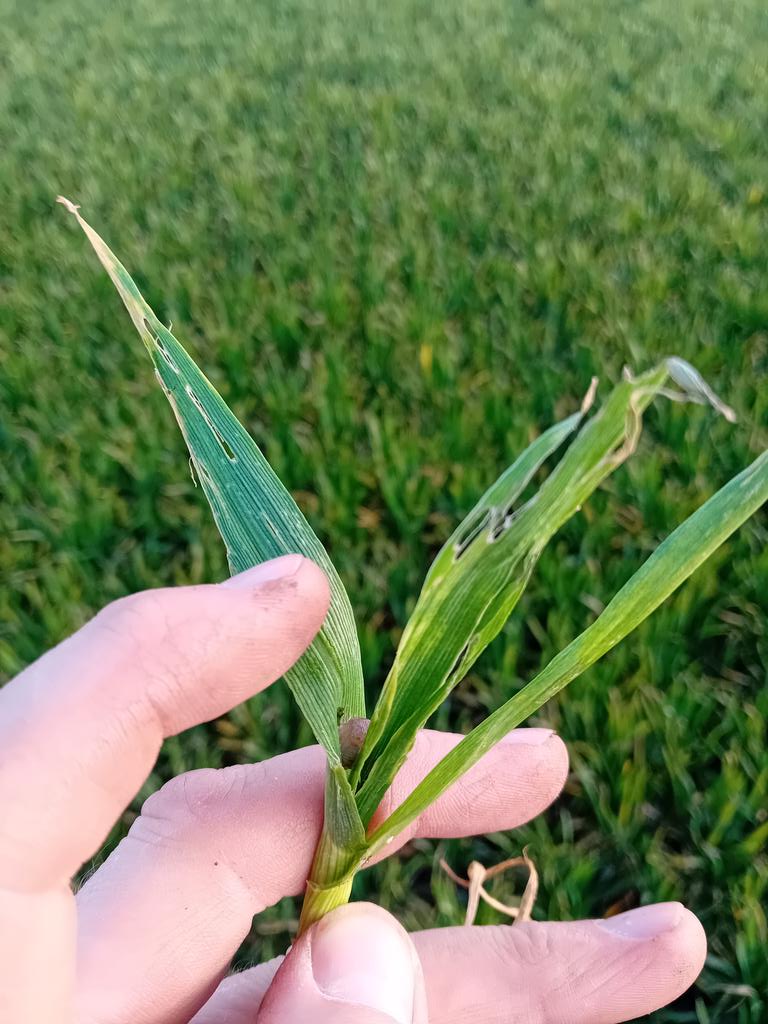 Slugs seem to like the taste of gout fly wheat. Probably not just chance?