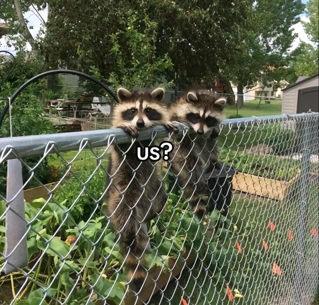 Why you should have a Raccoon (@shouldhaveracc) on Twitter photo 