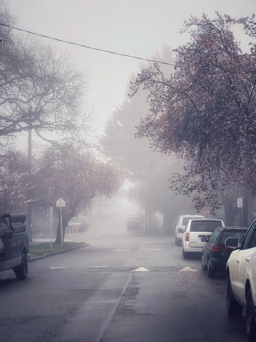 victoriabuzzes's tweet photo. Foggy mornings 😌☁️⁠
📍Victoria⁠
📸 Bahar Rahbar⁠
#victoriabuzz #yyj https://t.co/DuzHZPyF89